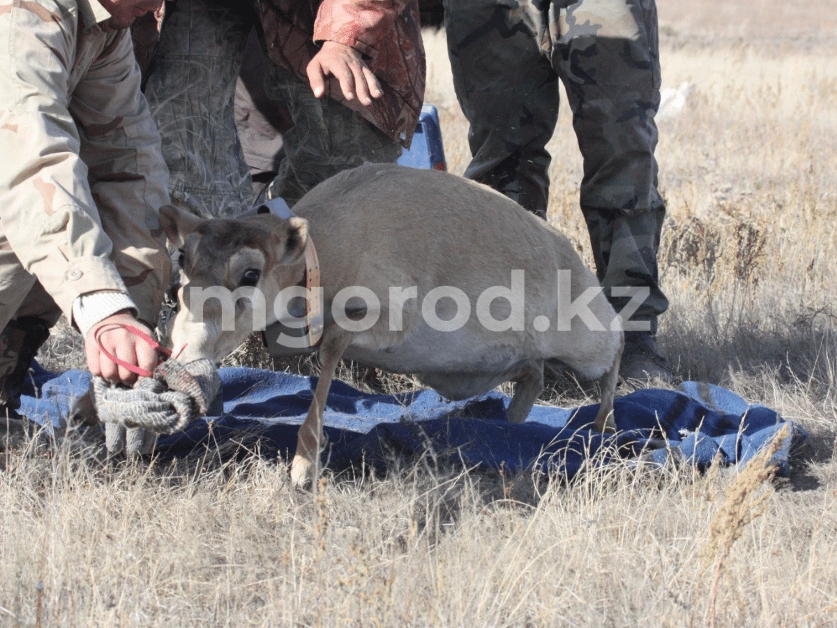 Охоту на сайгаков в ЗКО продлили до 20 декабря