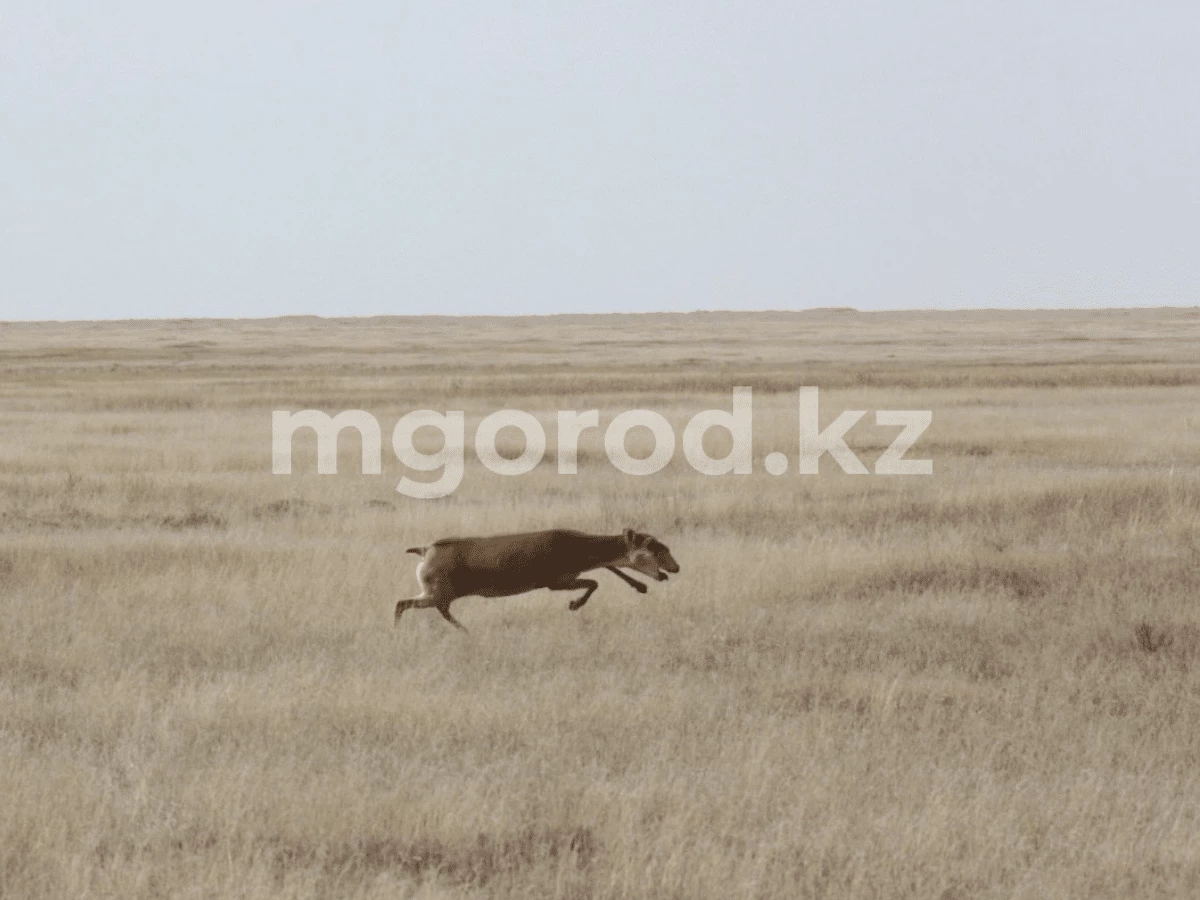 Любительскую охоту на сайгаков могут разрешить в Казахстане