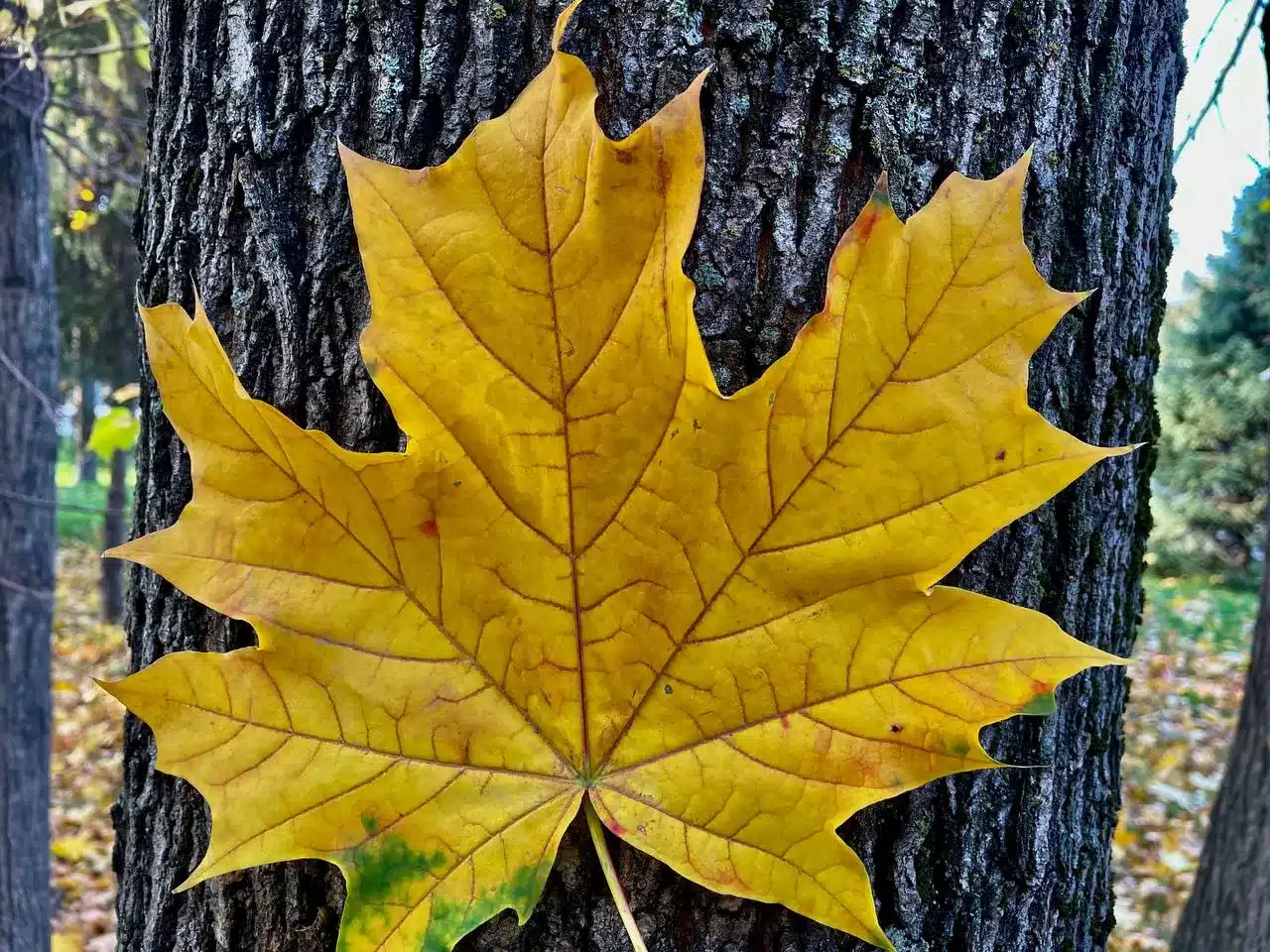 В ЗКО ожидается туман