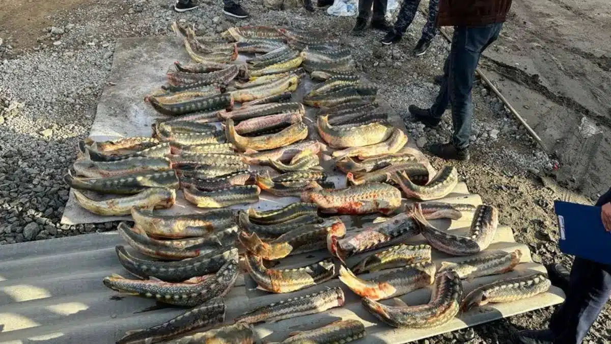 Почти 300 кг осетровой рыбы нашли в доме у жителя Атырауской области