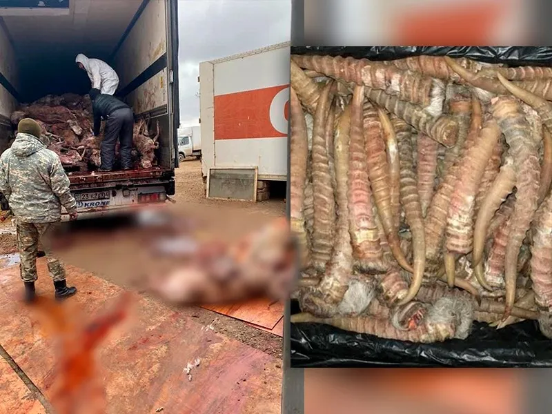 В степи пахнет кровью: общественники ЗКО бьют тревогу из-за ситуации с сайгой