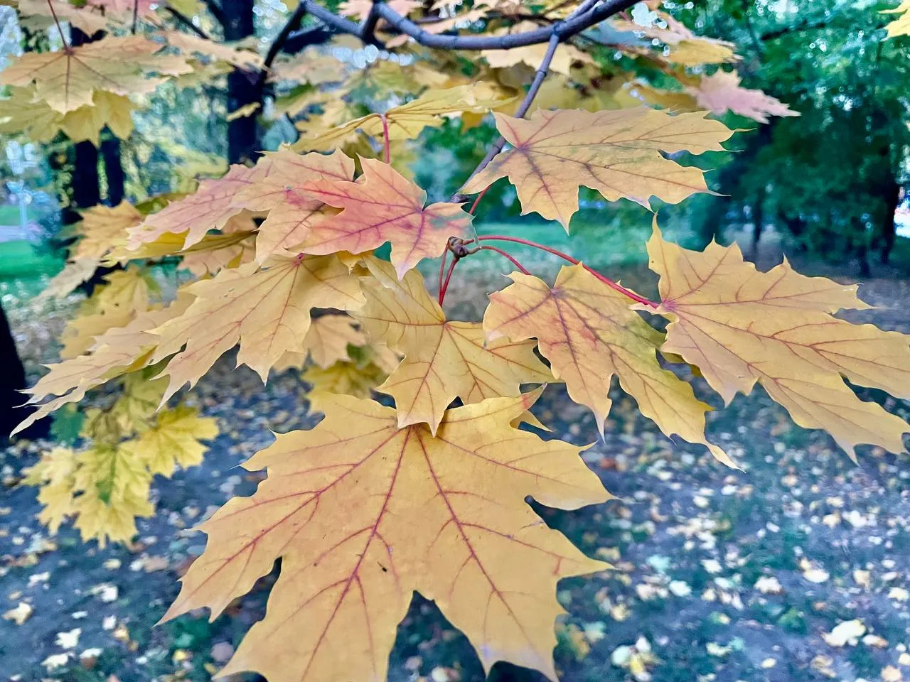 Гололёд ожидается в ЗКО