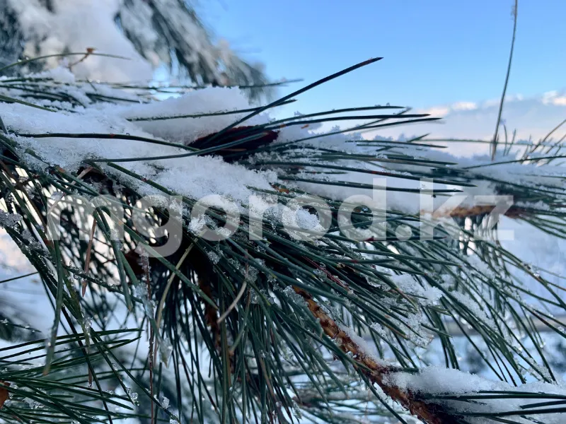 До -18: алматинцев предупредили о резком похолодании