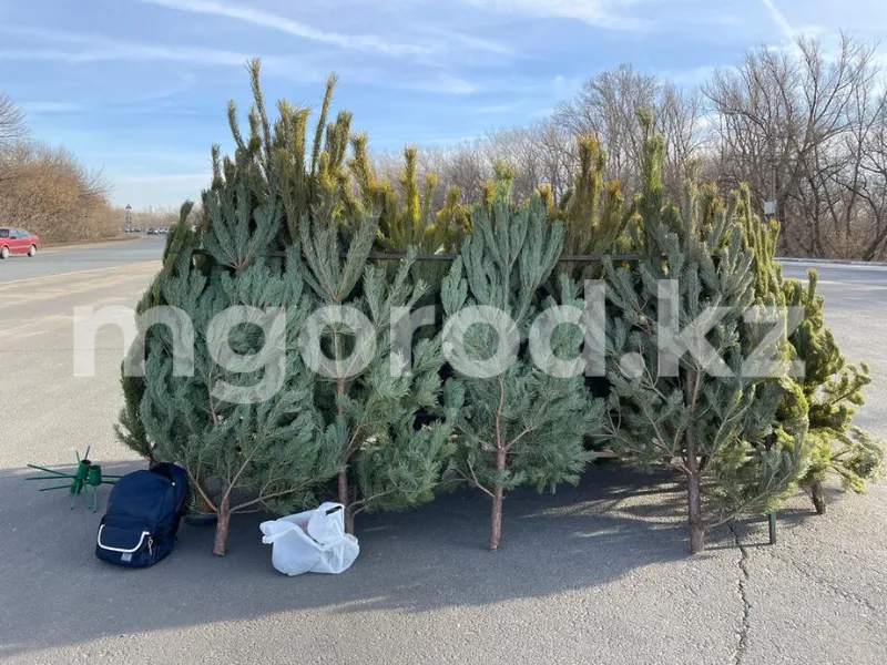 Какое наказание грозит казахстанцам за незаконную вырубку ёлок