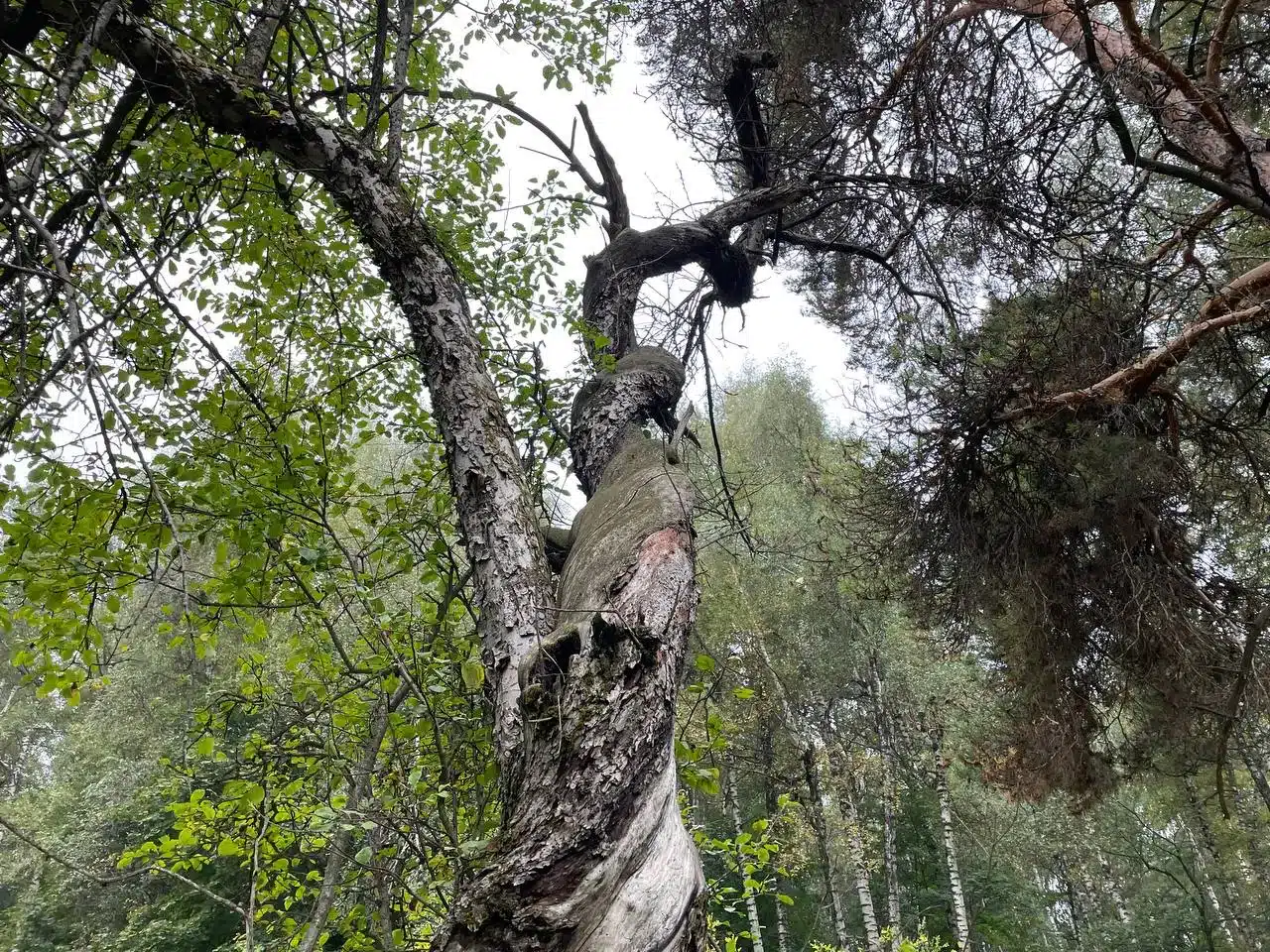 Четверых лесников ЗКО наказали за несвоевременную вырубку деревьев