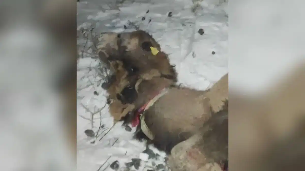 В Атырауской области пассажирский поезд сбил верблюдов