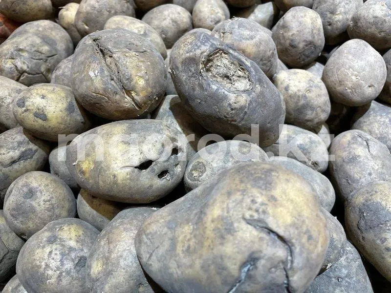 Гнилой картофель «из Стабфонда» возмутил уральцев