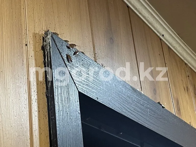 Жильцы многоэтажки Уральска получили химическое отравление после травли тараканов