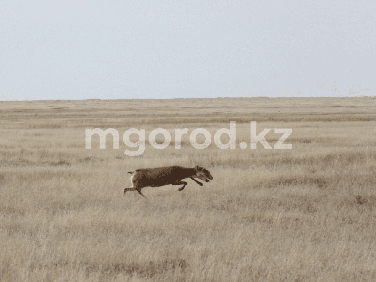 В ЗКО возобновился отстрел сайгаков