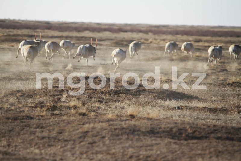 38 туш сайгаков нашли в Атырауской области