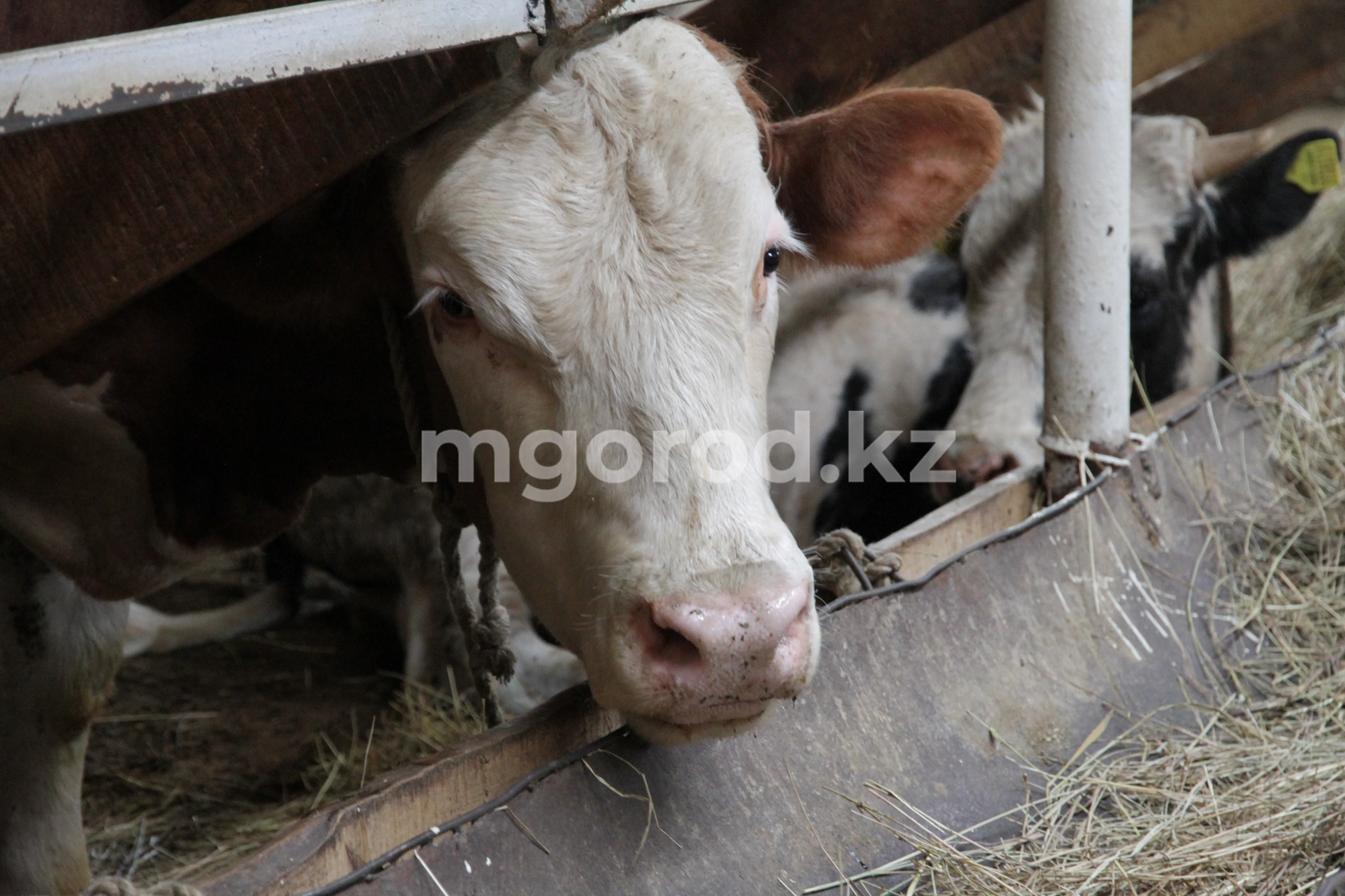 Сельчане ЗКО распродали скот, купленный на бюджетные деньги