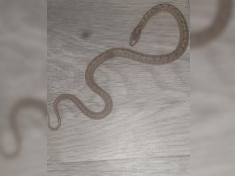 Житель пригорода Уральска пожаловался, что в дом заползла змея