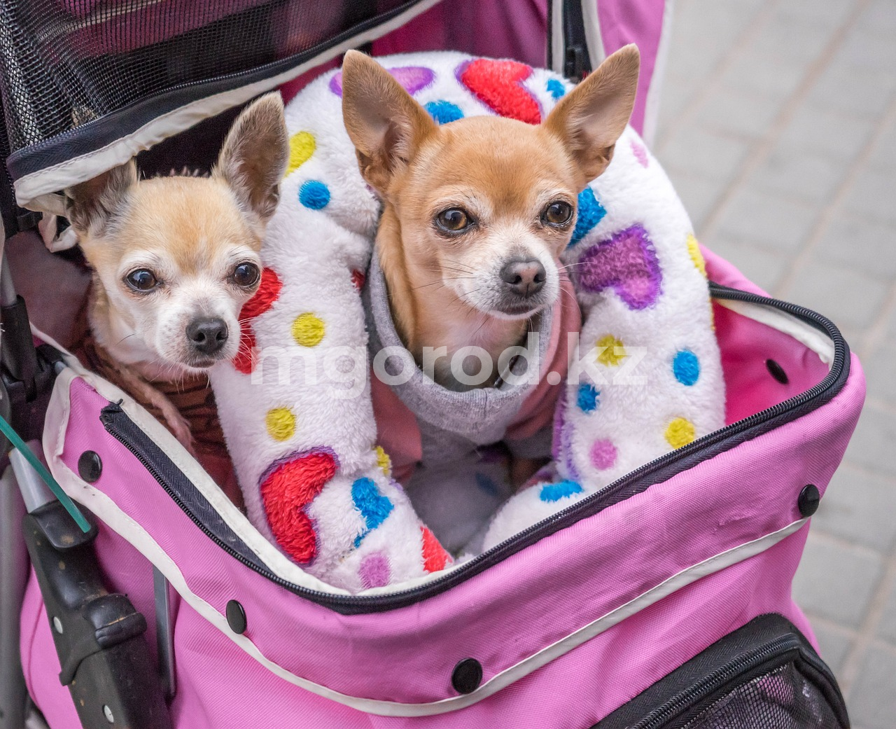 Собака за 2000 евро погибла после укола ветеринара в ЗКО