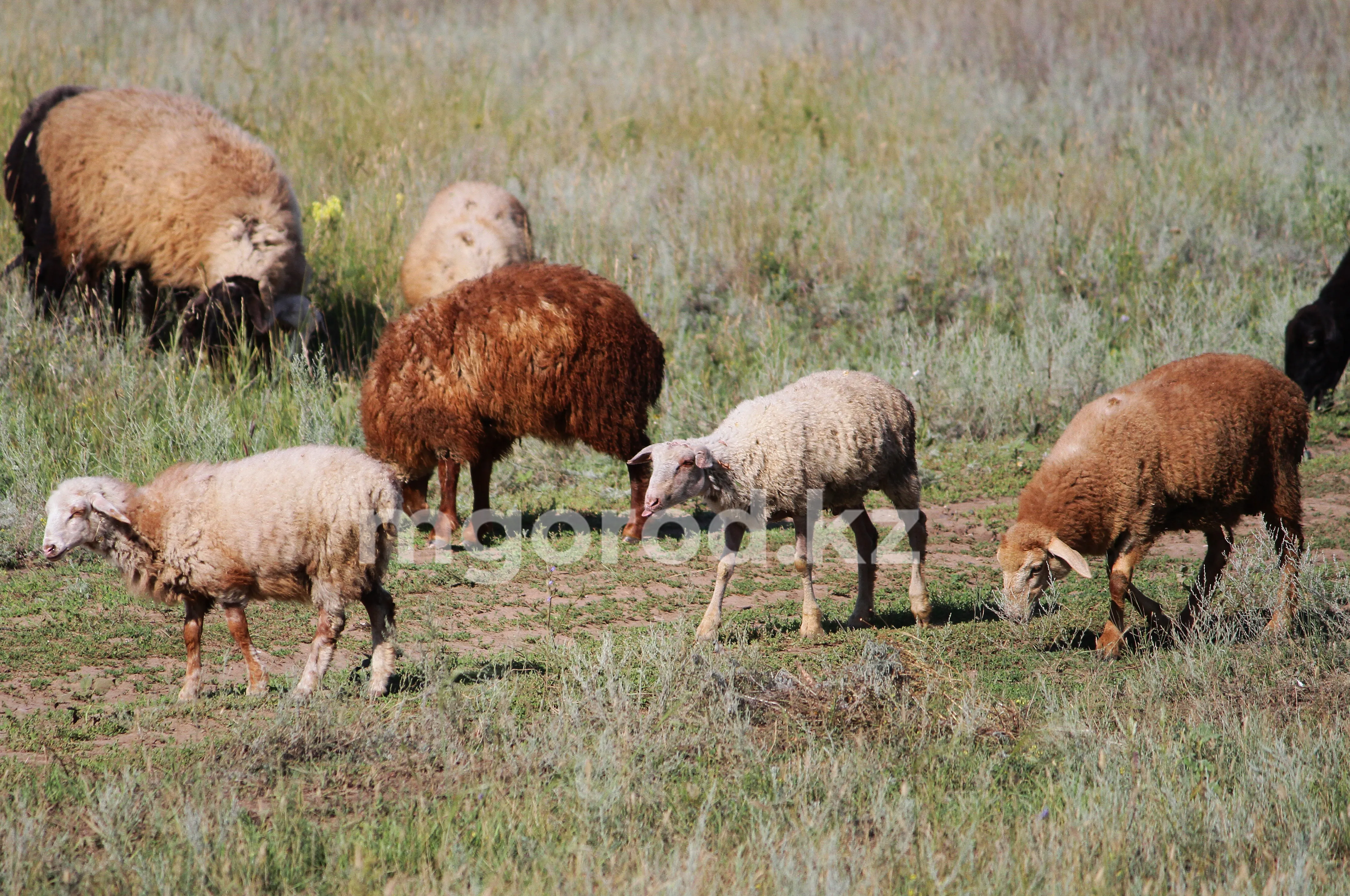 На пять лет лишили свободы жителя Атырауской области за кражу трех баранов