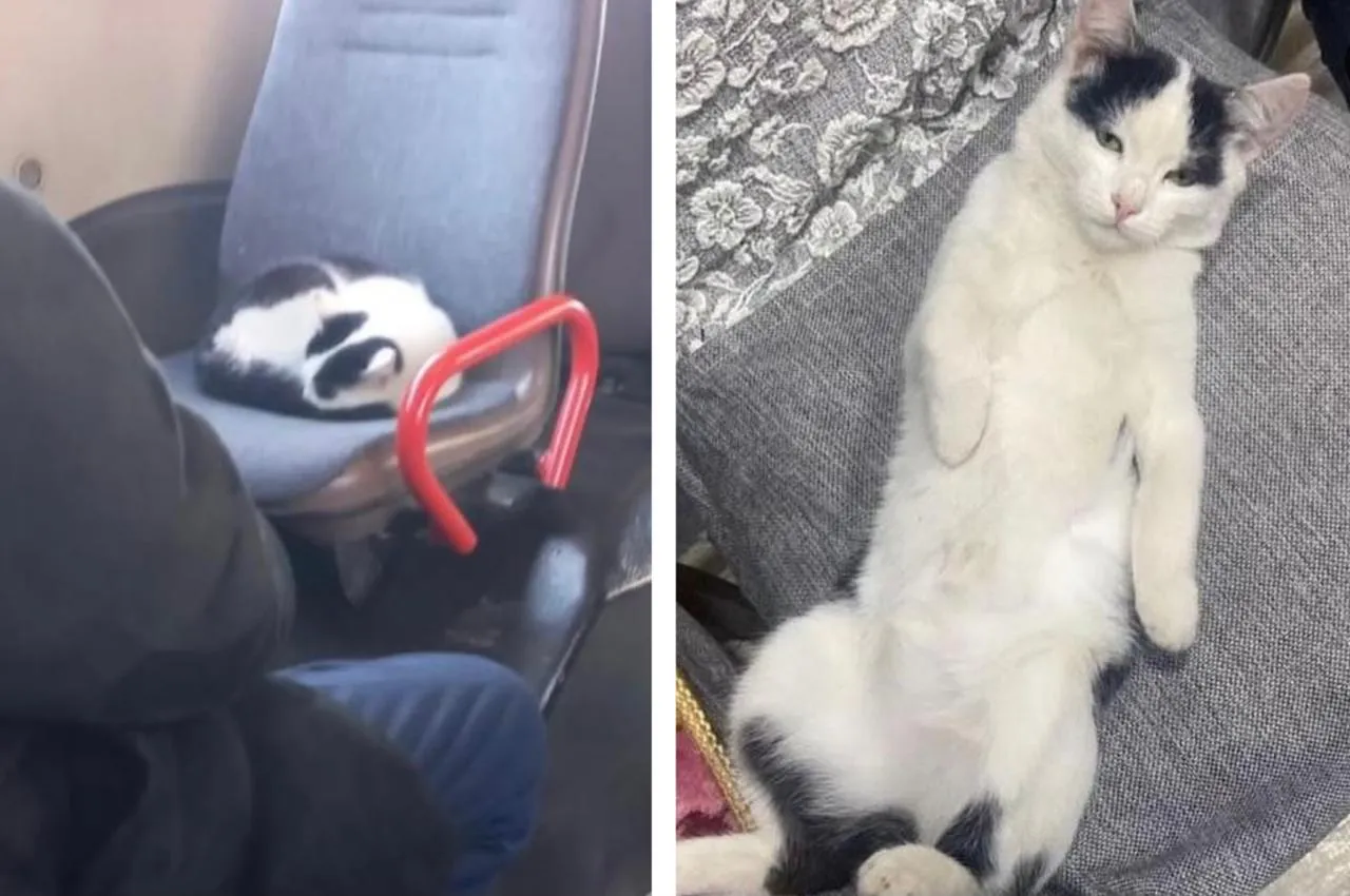 В Уральске ищут кота, который катается на автобусе