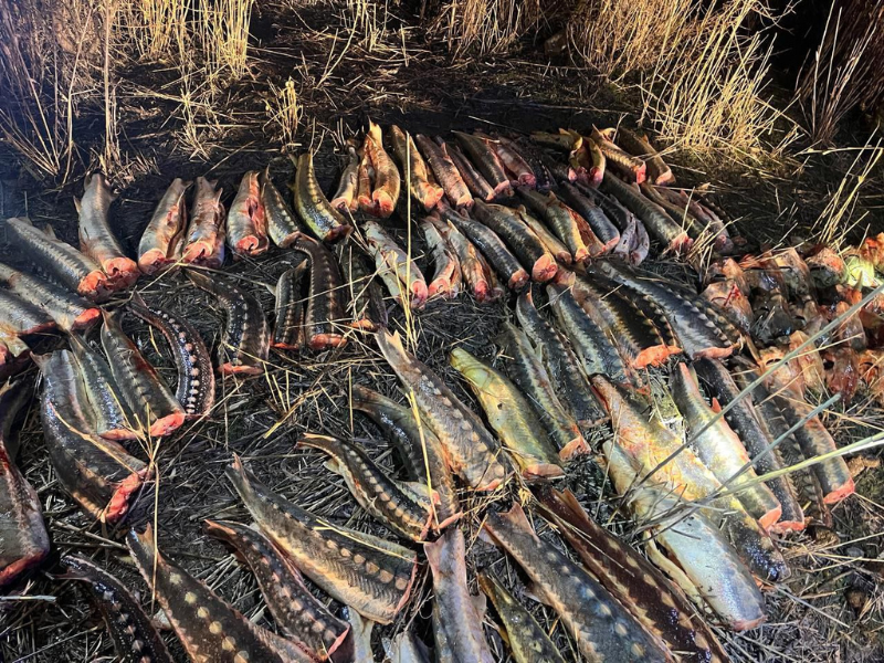 К тюремному сроку приговорили жителя Атырау за 20 кг осётра