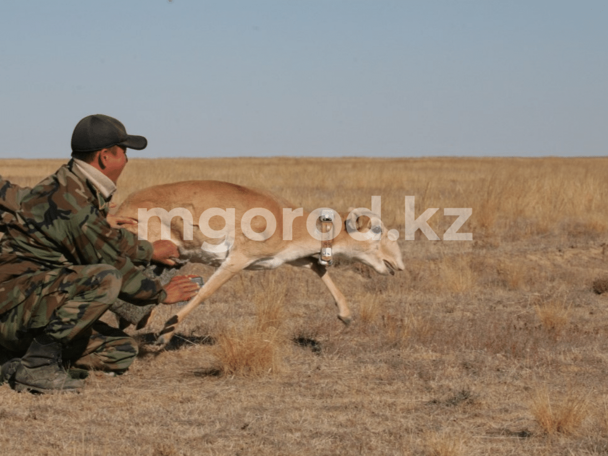 Я не суеверный, но все-таки: Токаев запретит отстрел сайгаков