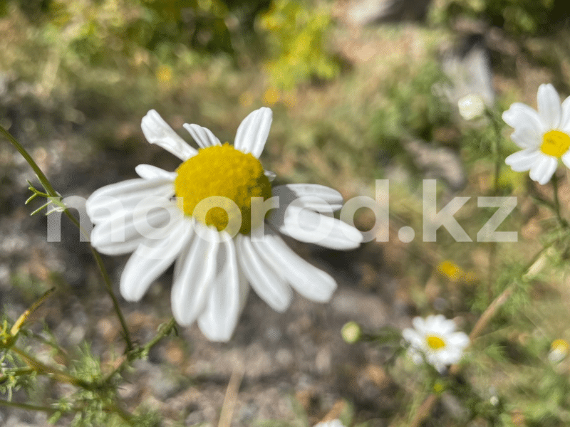Жара до 30 градусов ожидается на западе Казахстана