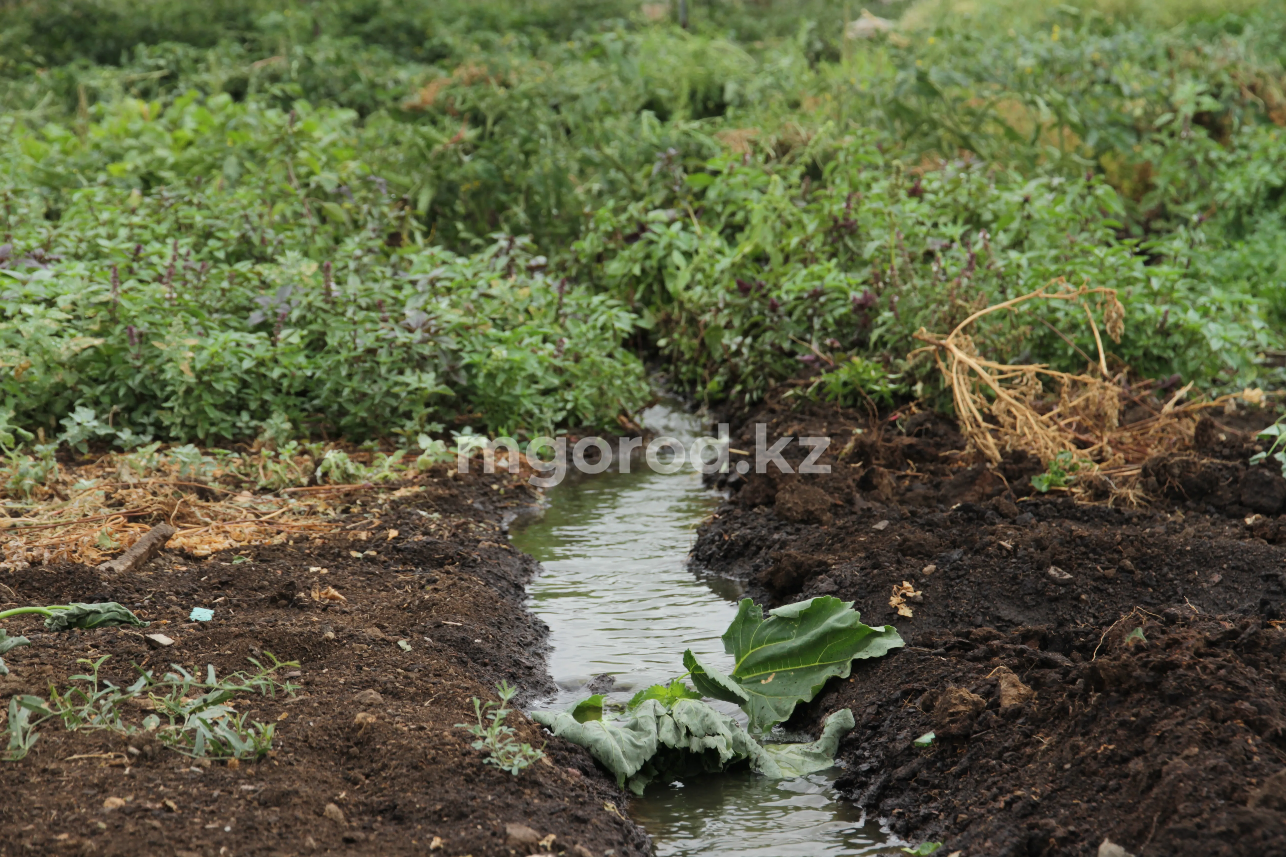 37 млн тенге выделили на подачу поливной воды в ЗКО