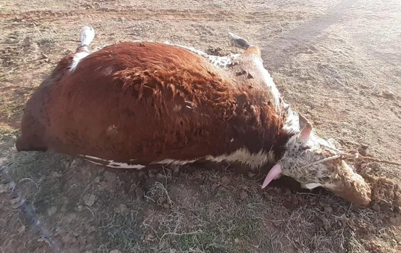 Жителям пяти районов ЗКО выплатили компенсацию за погибший во время паводка скот