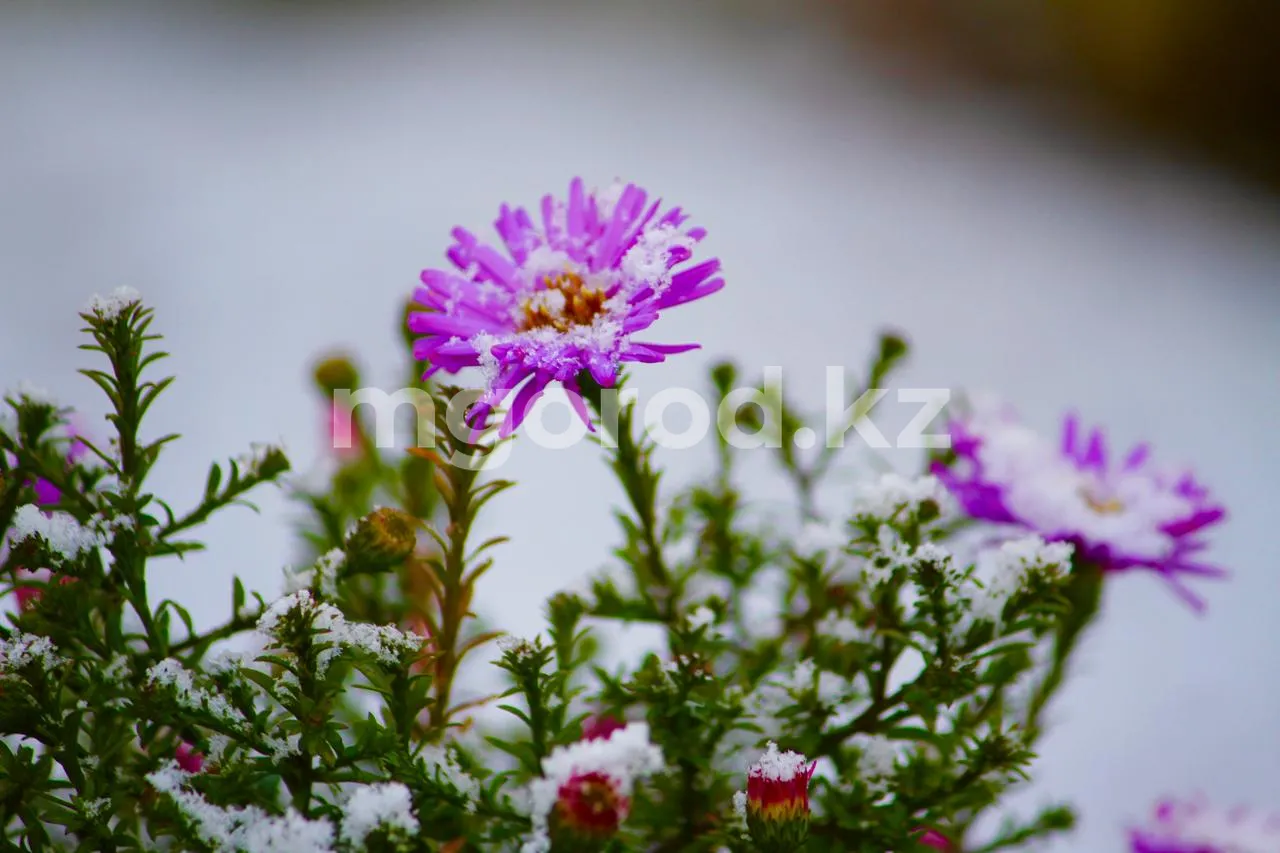 В ЗКО ожидаются заморозки
