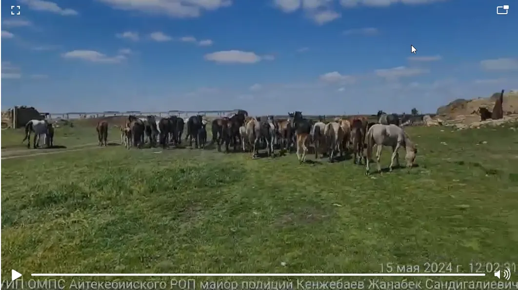 Пропавших в России лошадей нашли в Актюбинской области