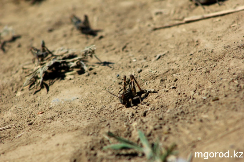 Саранчу заносит ветром в Казахстан с заброшенных полей Оренбуржья