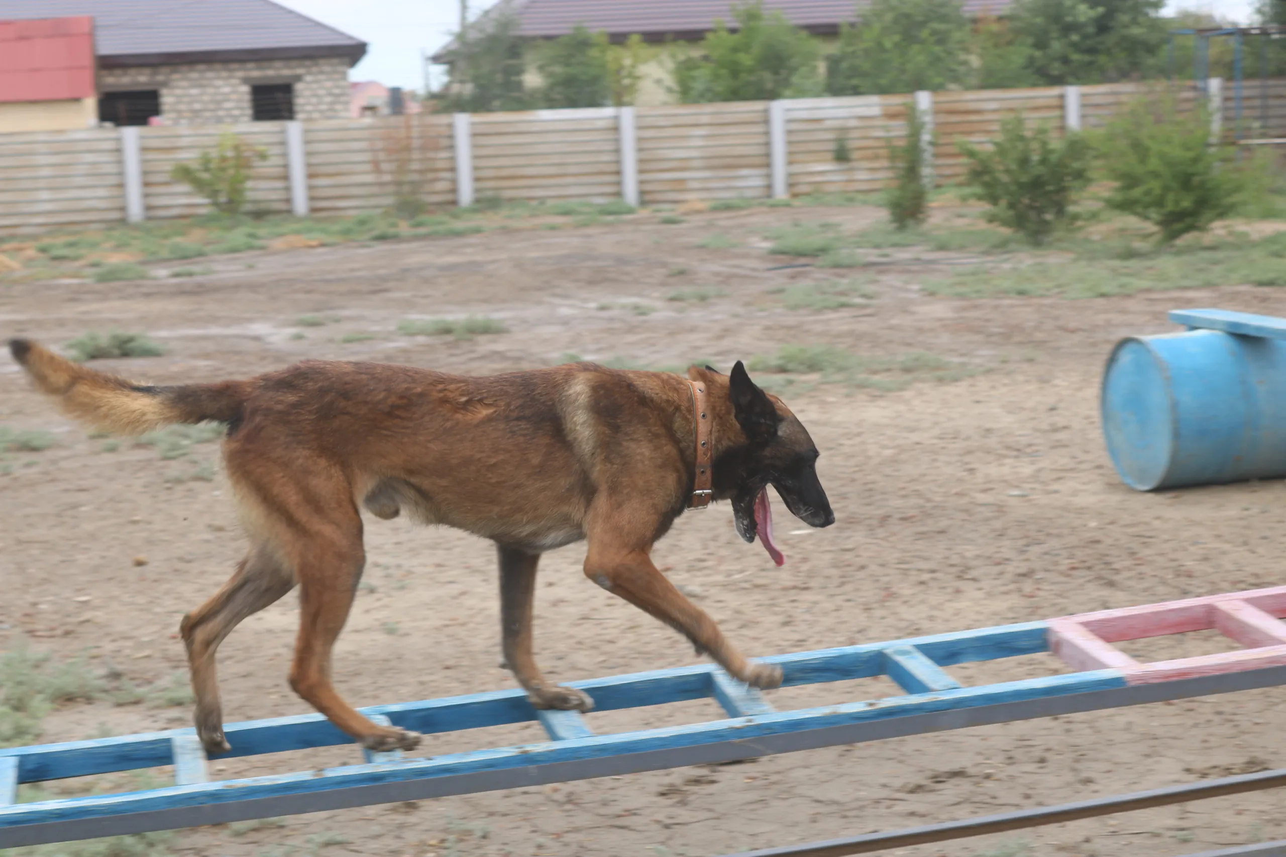 Как собаки-спасатели Атырау сдавали аттестацию