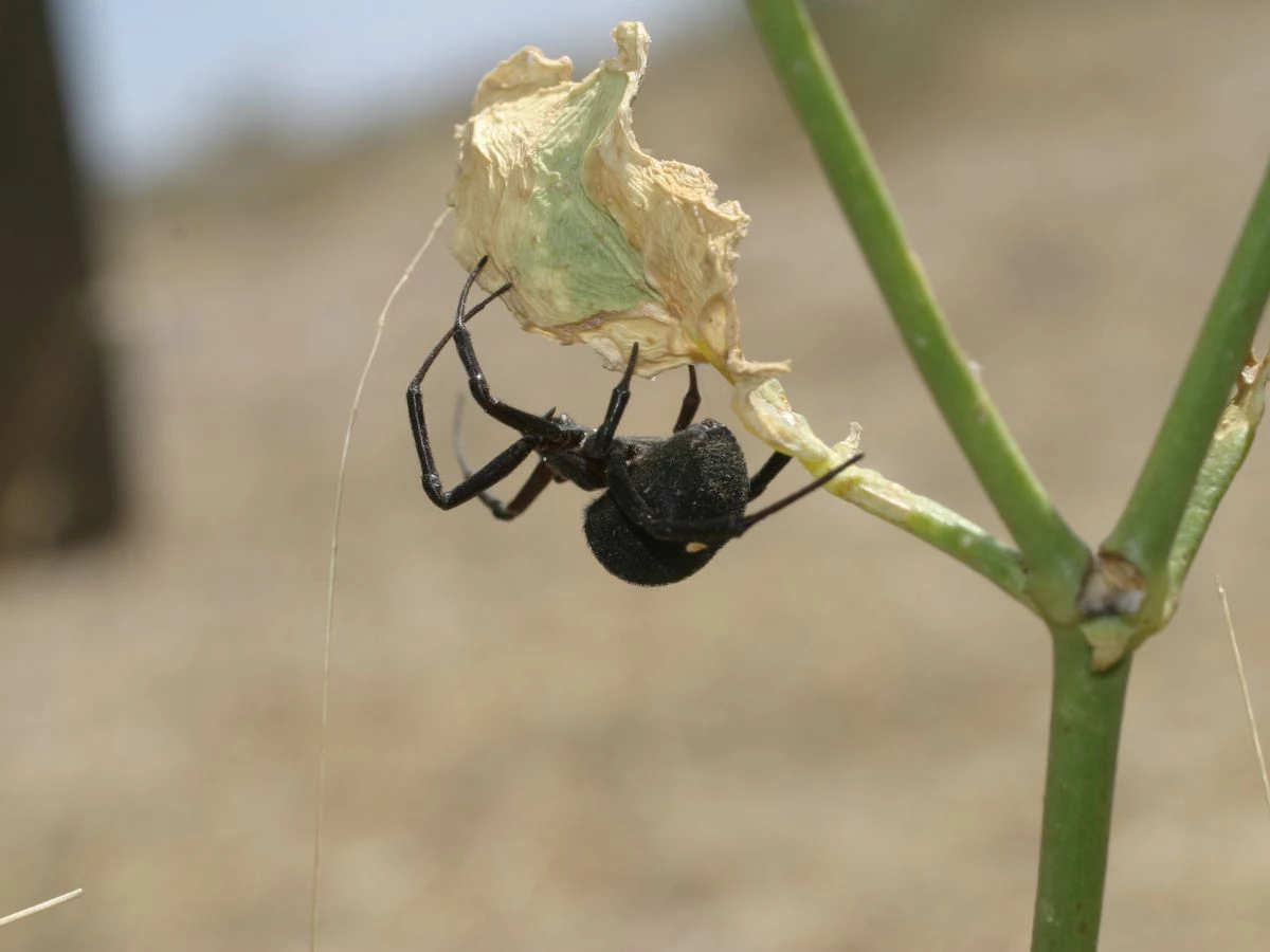 Пик миграции каракурта и симптомы после его укуса