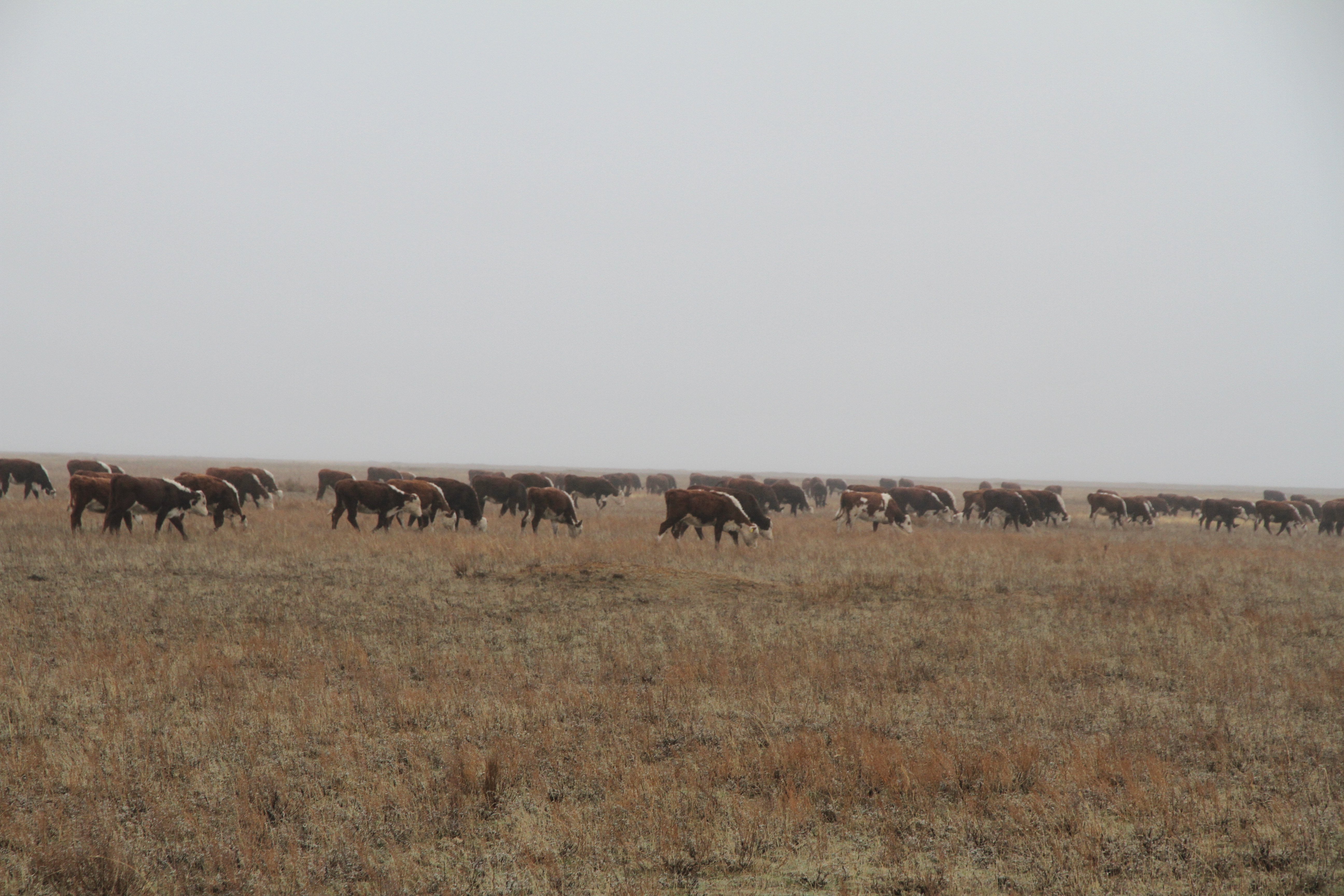 Свыше 340 голов скота стали добычей скотокрадов в ЗКО