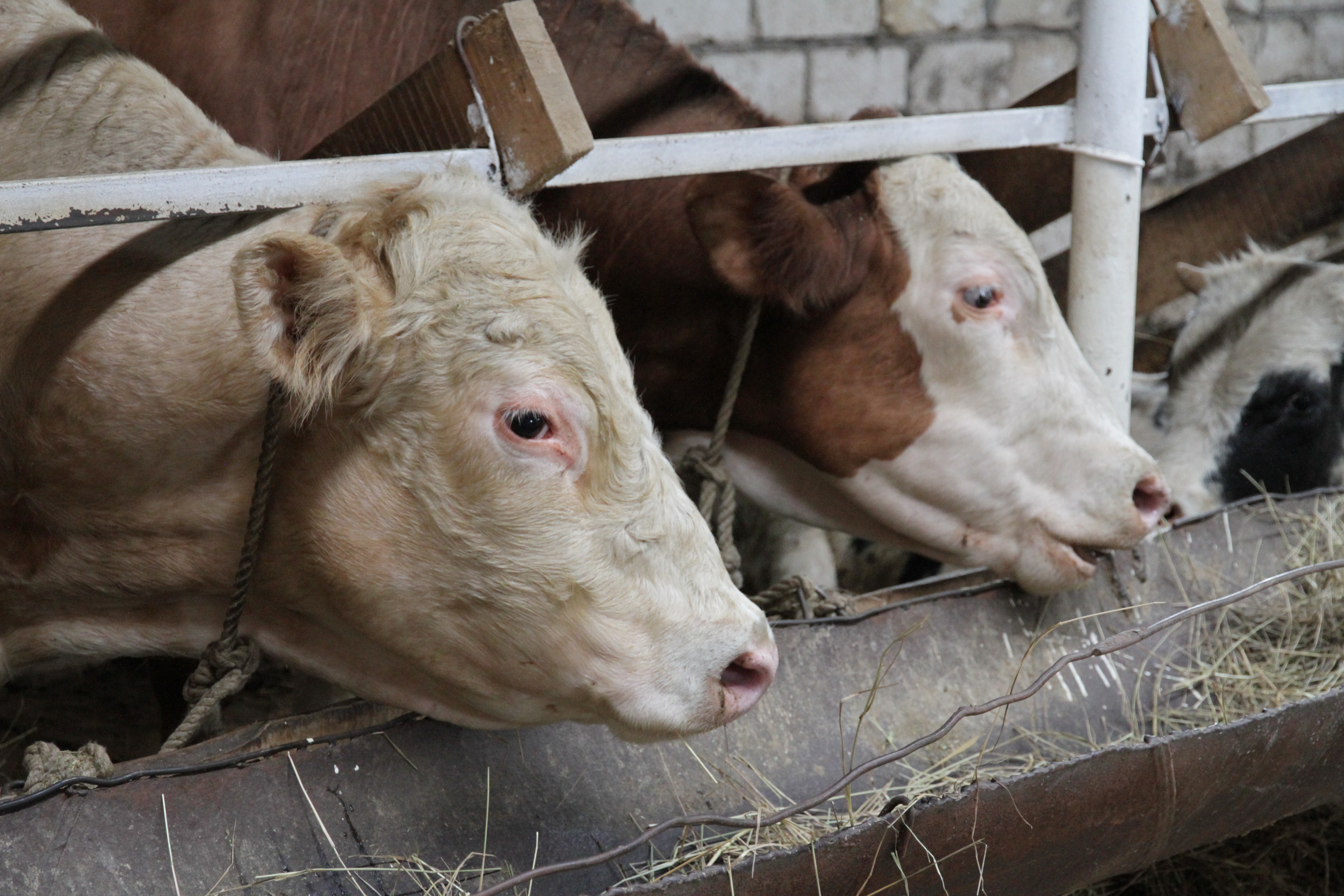 Минсельхоз установил квоты на вывоз бычков и ягнят из Казахстана