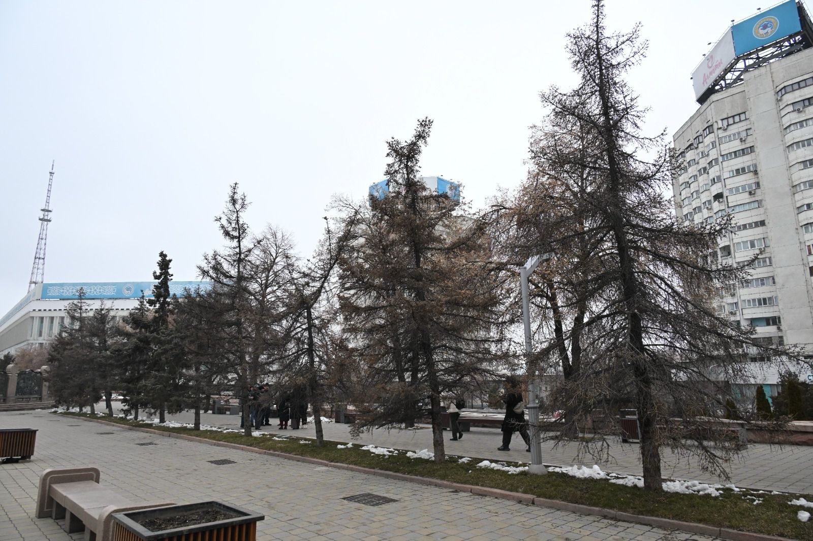 Город становится зеленее: в Алматы высадят 6-метровые саженцы