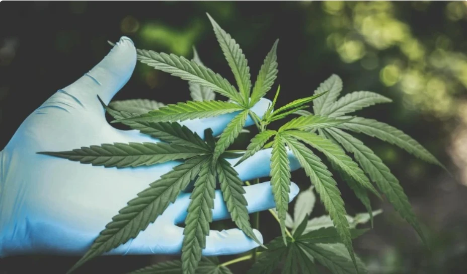 Казахстан официально разрешил промышленное выращивание конопли