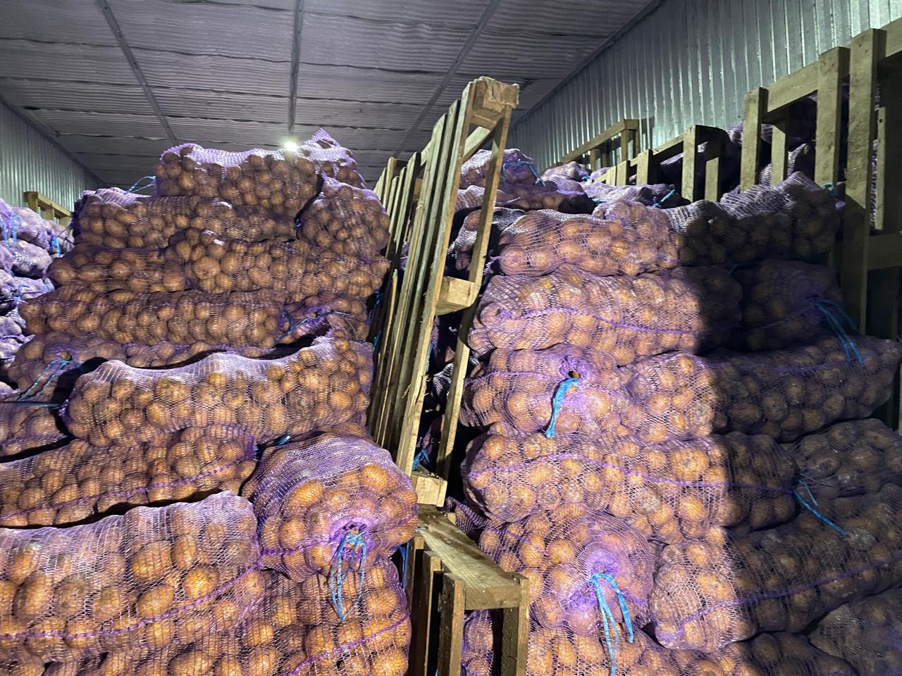 Социальный картофель по 154 тенге начали продавать в Уральске