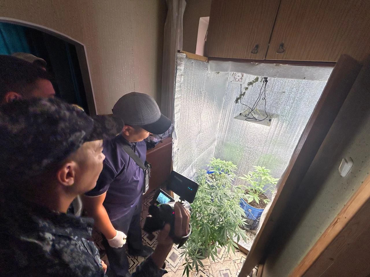 Житель ЗКО выращивал коноплю в шкафу