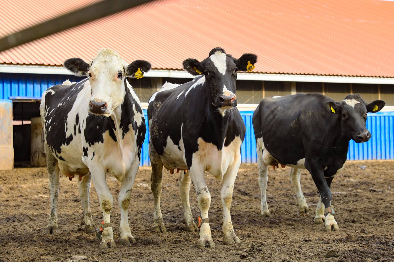 Около пяти тысяч голов заразились бруцеллёзом в ЗКО