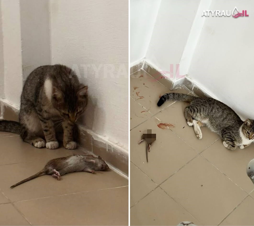 Многоэтажный дом Атырау атакуют крысы