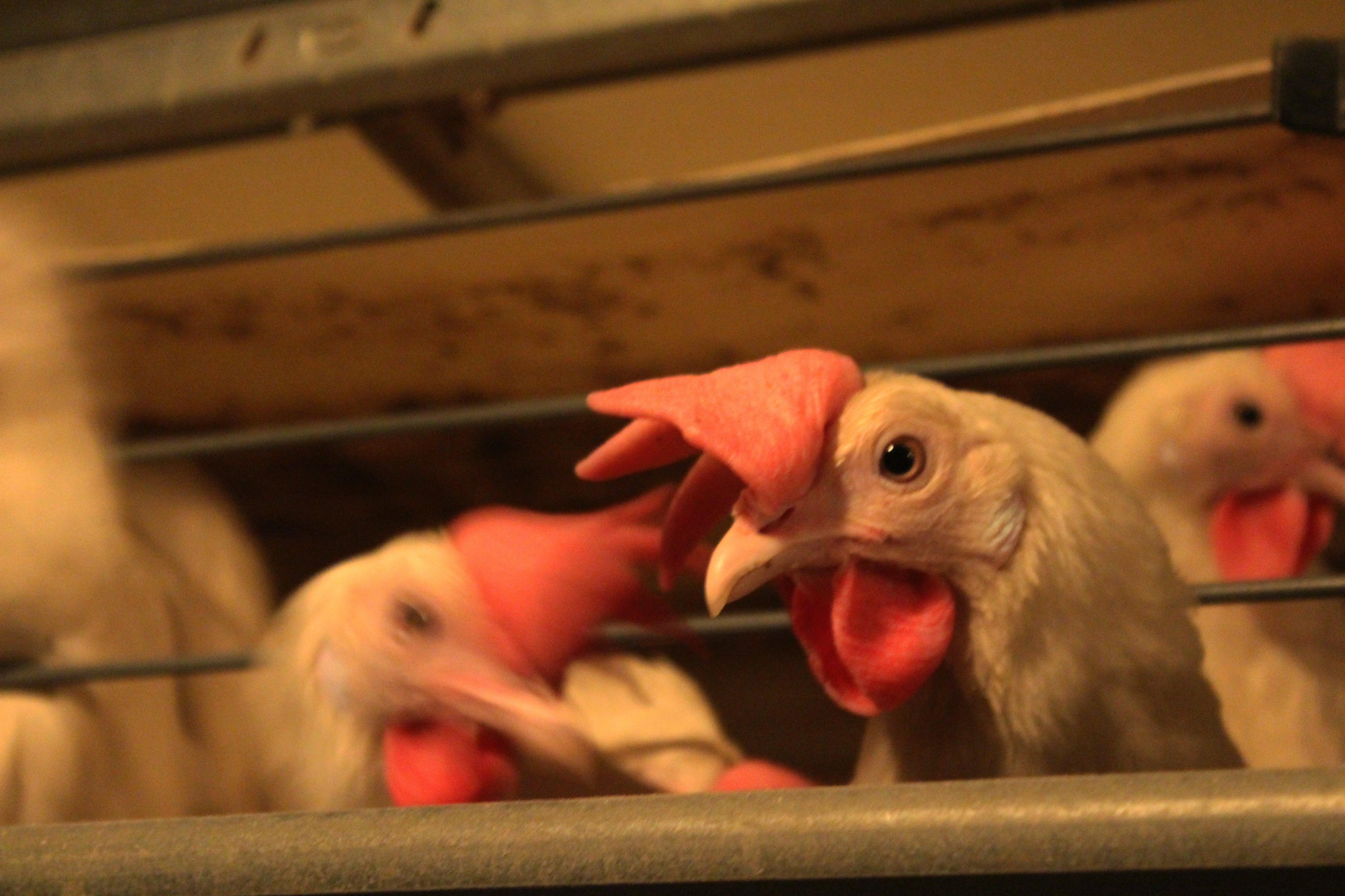 126 тысяч цыплят погибли от пастереллеза на птицефабрике в ЗКО