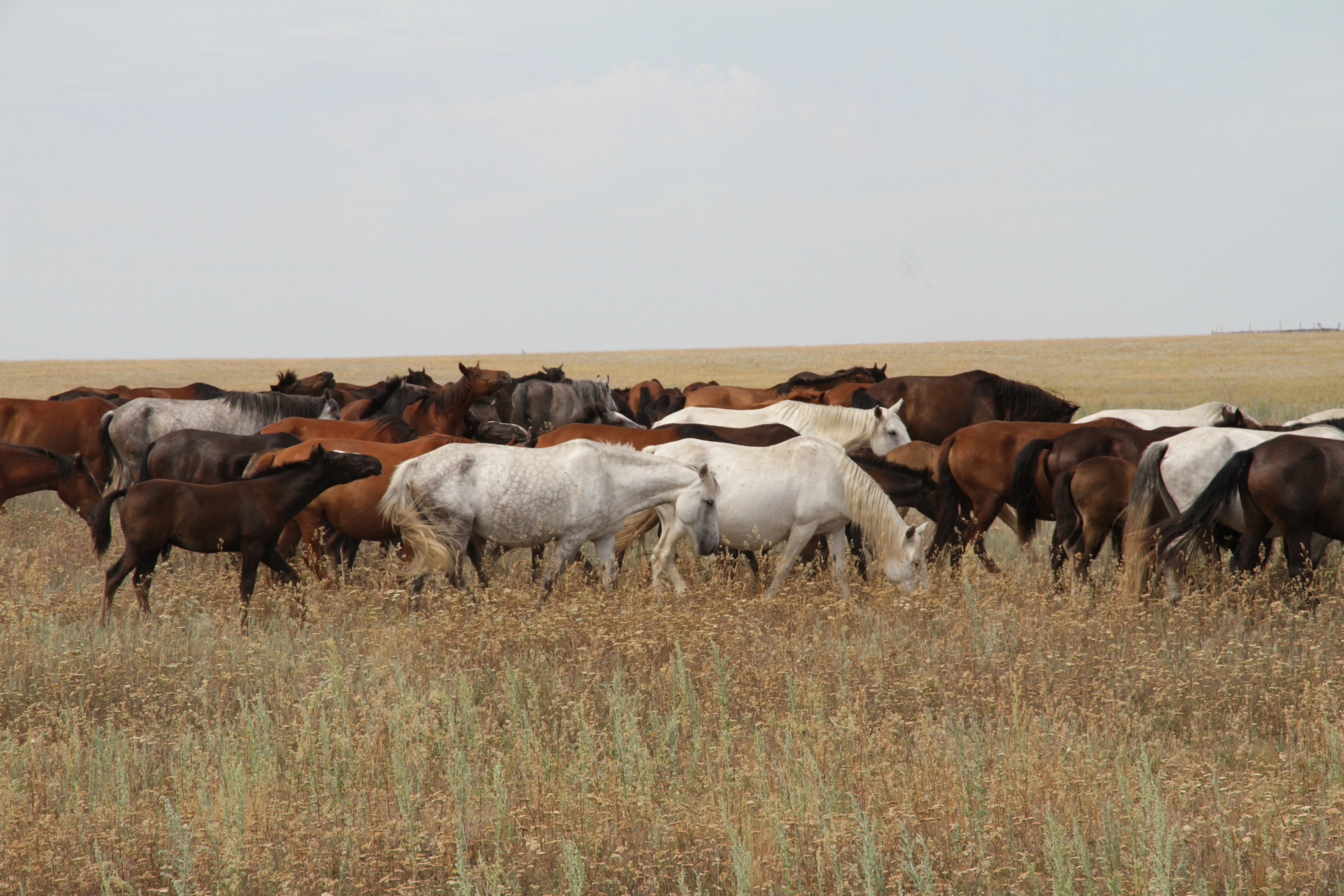 Жительница ЗКО получила компенсацию за ДТП с лошадью