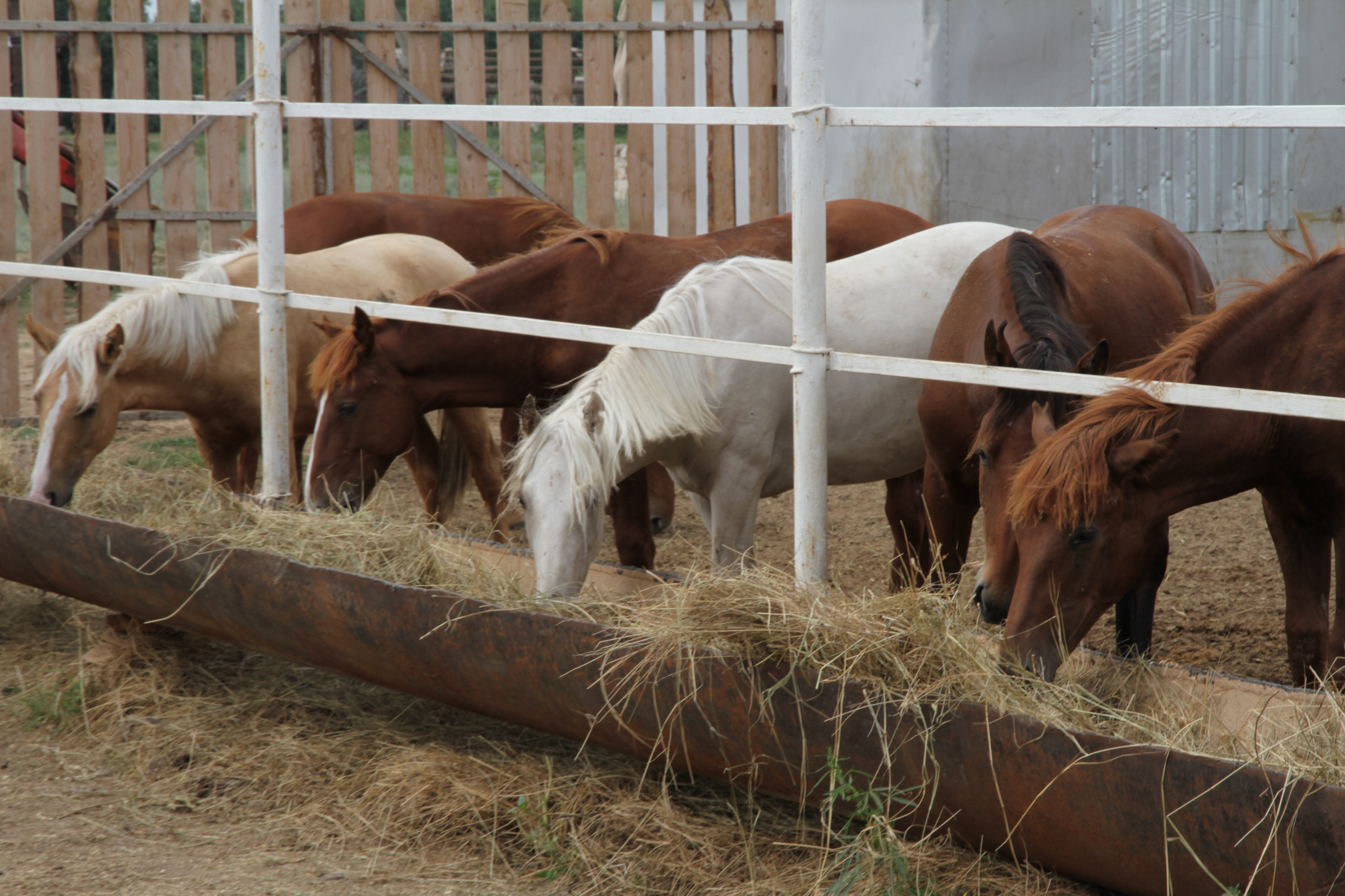 Ақтөбе облысында ауыл шаруашылығында 14 жоба іске аспақ
