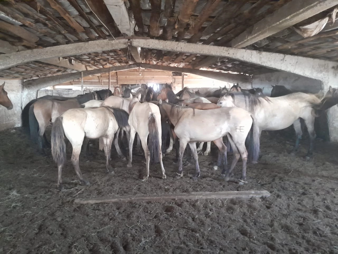 47 лошадей без документов перевозили в ЗКО