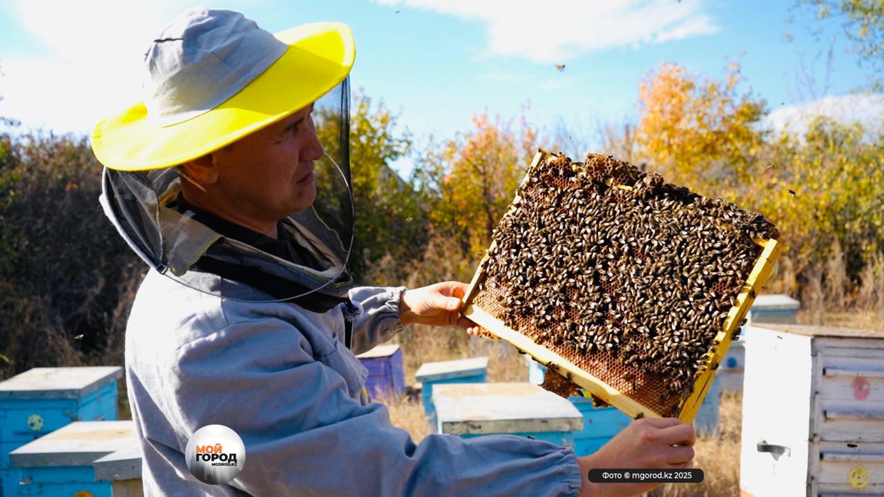 Батысқазақстандық ғалымдар бал арасы шаруашылығын зерттеу үшін 120 млн теңге грант ұтқан
