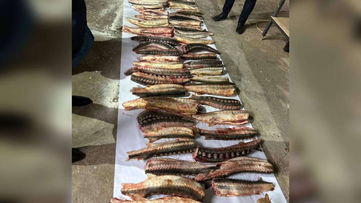 70 кг осетровой рыбы нашли в машине жителя Атырау