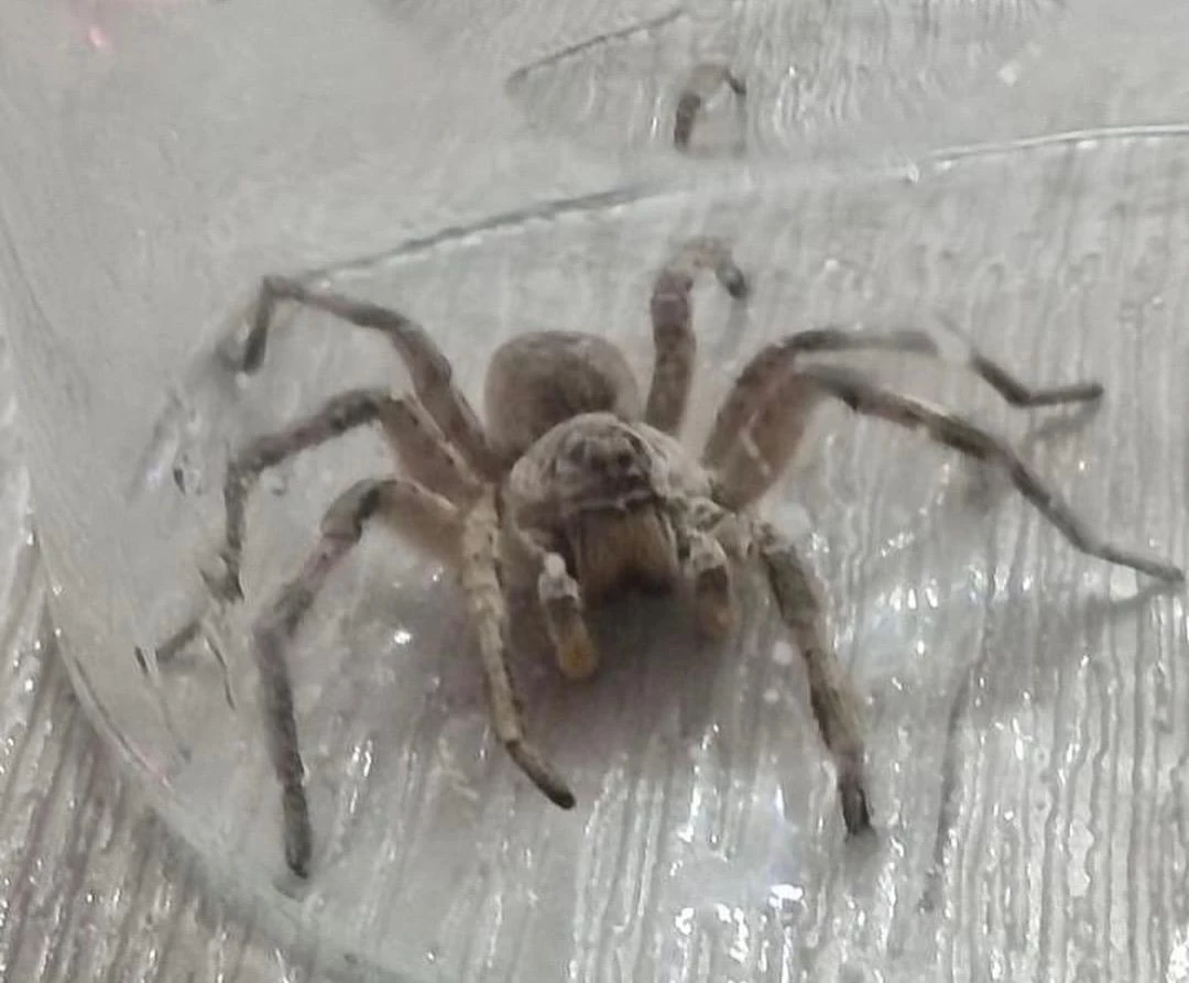 На нашествие тарантулов после паводка пожаловались жители Уральска