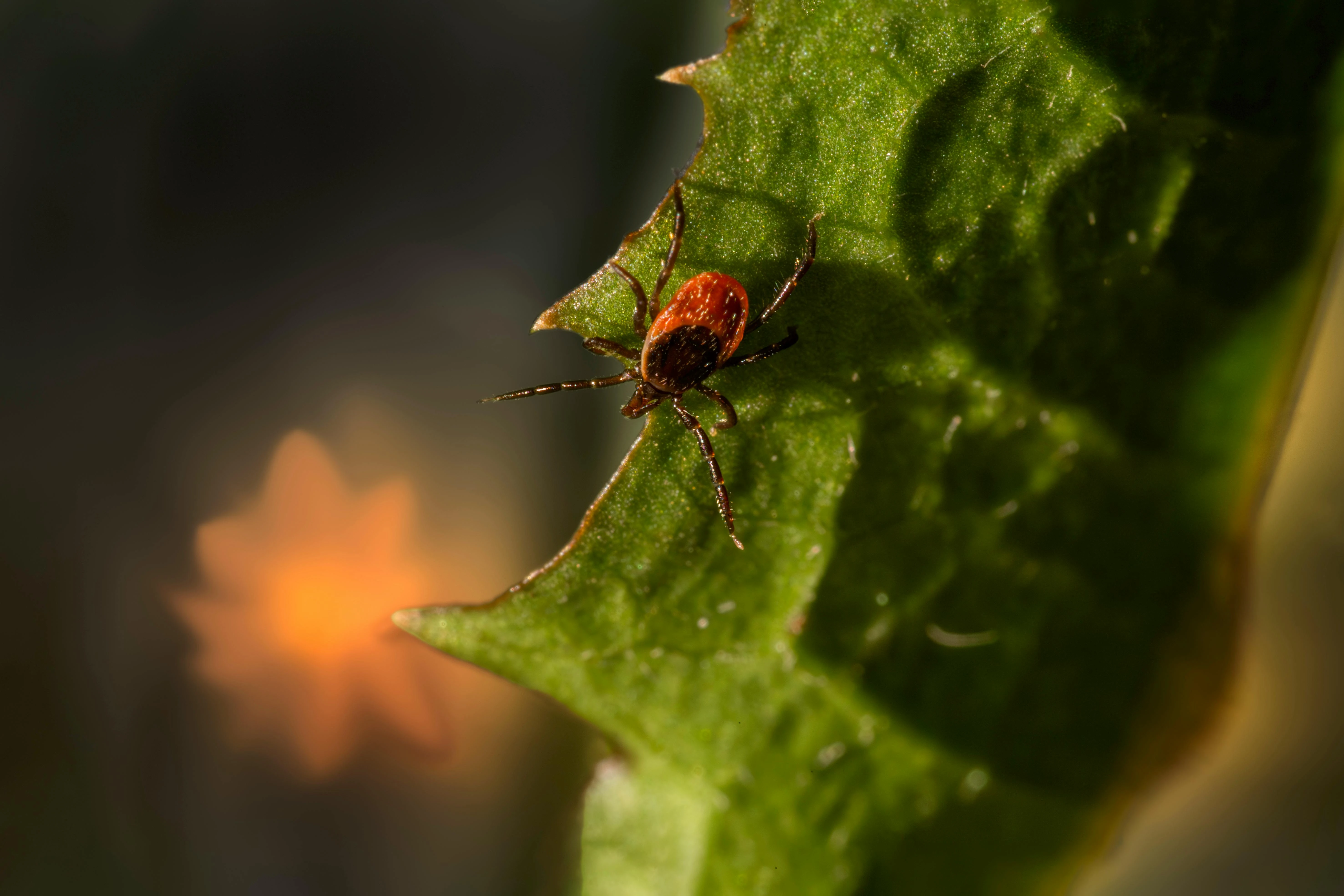 Ученая раскрыла, почему клещи опасны даже, когда не заражены энцефалитом