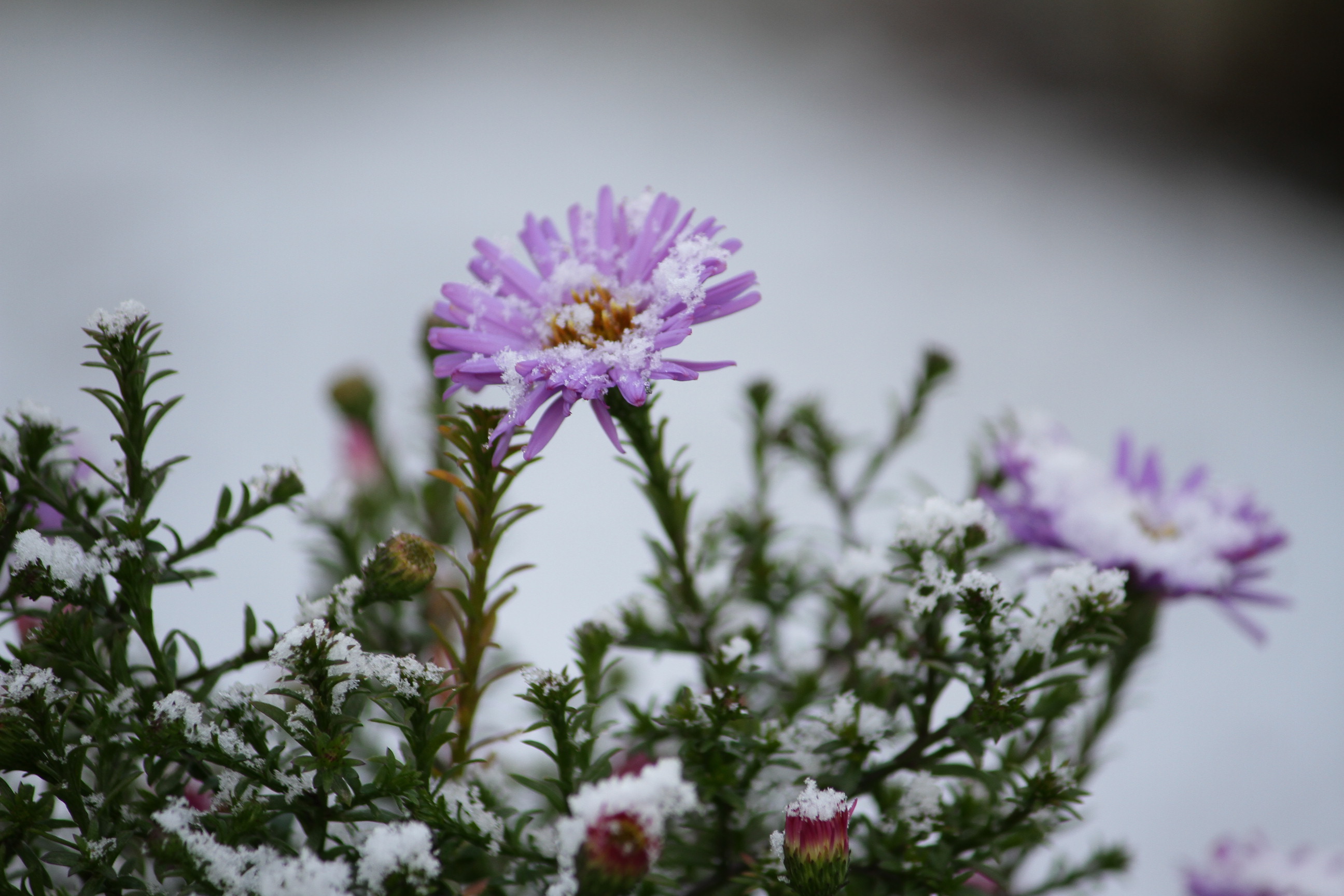 «Бес конак» вступает в силу: жителей ЗКО предупредили о заморозках