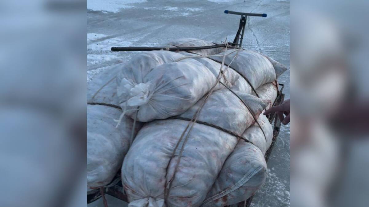 Полтонны рыбы незаконно выловили в Атырауской области