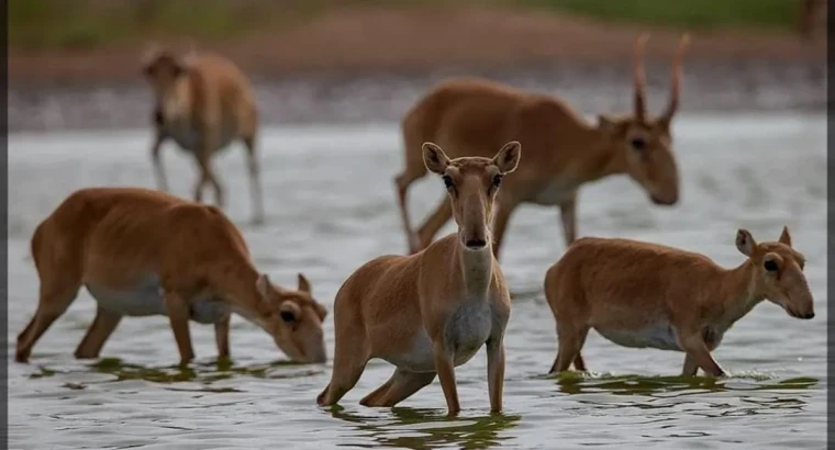 Более 500 сайгаков отстрелили за неделю в ЗКО