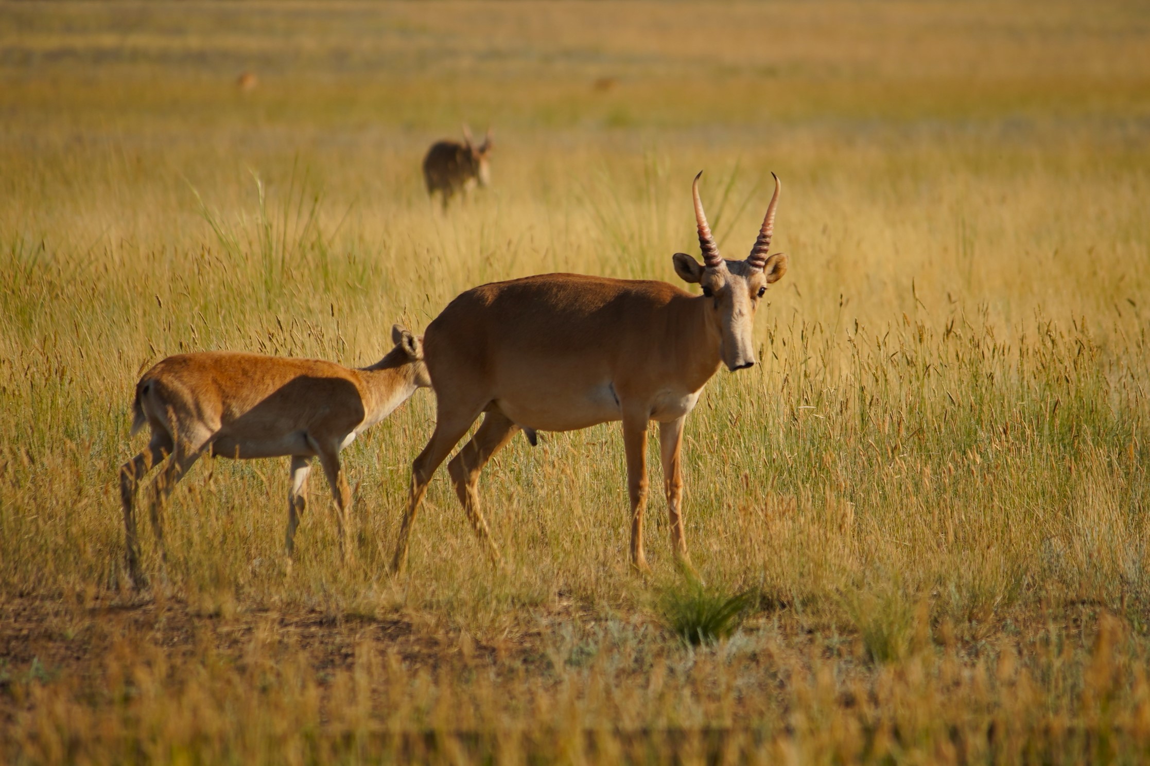 Более 90 тысяч сайгаков отловили и отстрелили в ЗКО