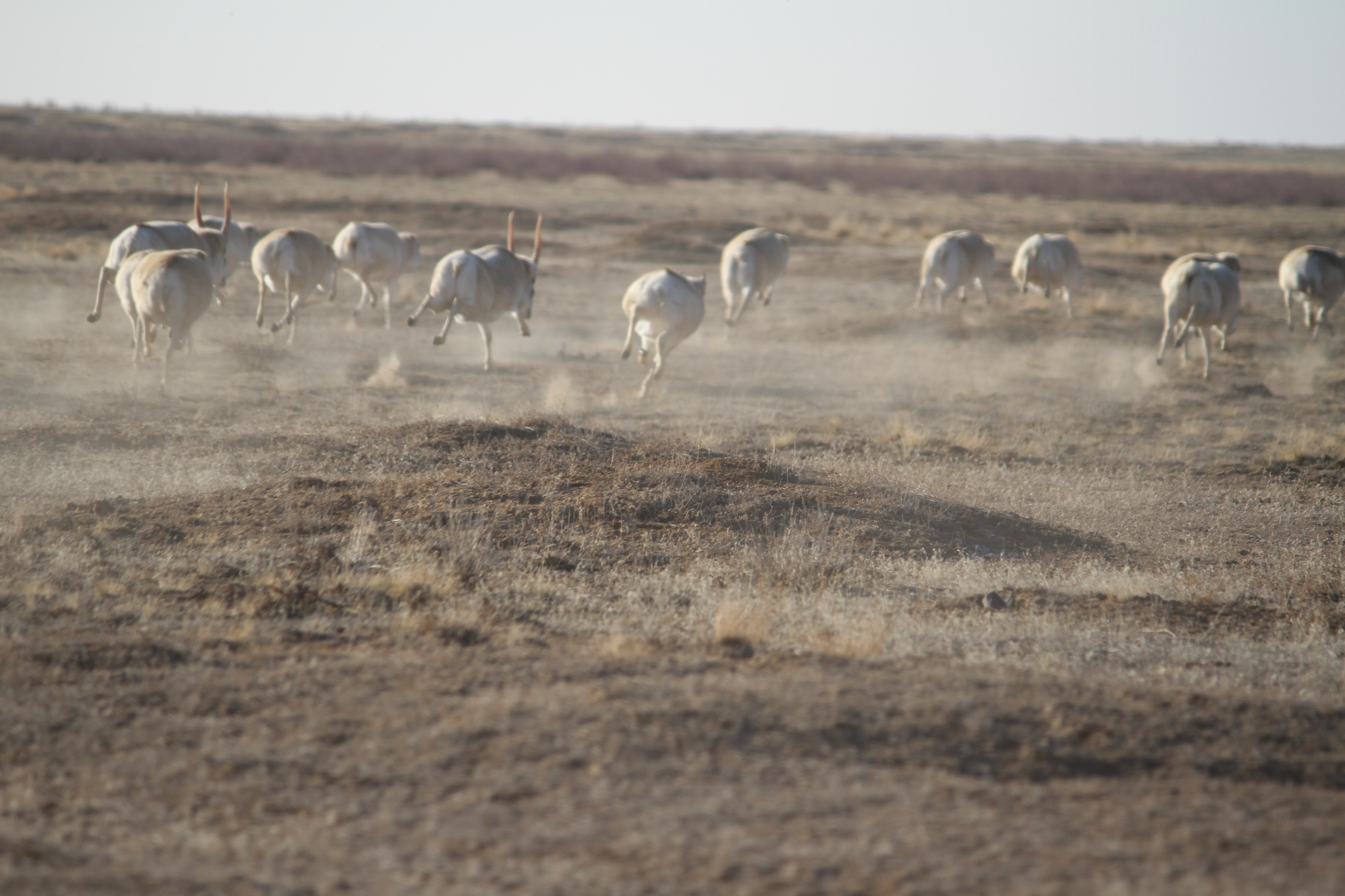 Многотысячные стада сайгаков портят посевы в Актюбинской области. Фермеры бьют тревогу